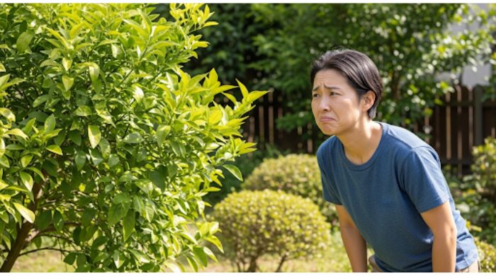 晩白柚の育て方