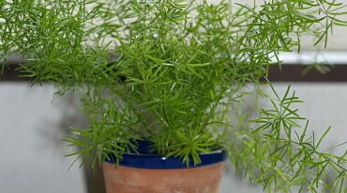 アスパラガス 育て方 観葉植物