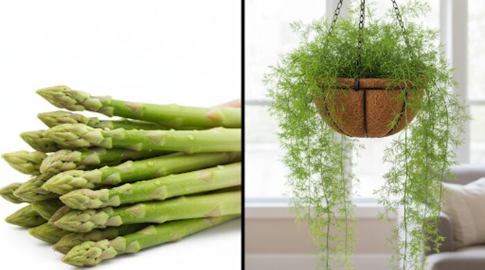 アスパラガス 育て方 観葉植物