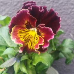パンジーの寄せ植え