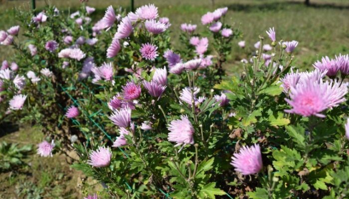 菊の育て方 地植え