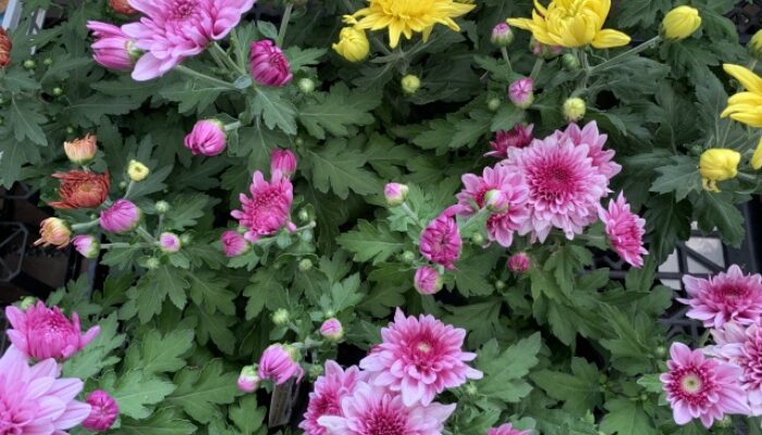菊の育て方 地植え