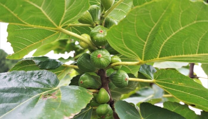 イチジクの挿し木の時期