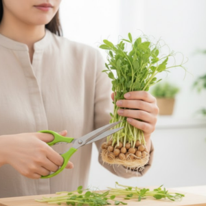 豆苗育て方 繰り返し