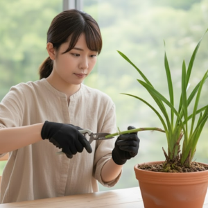 蘭の育て方 花が終わったら