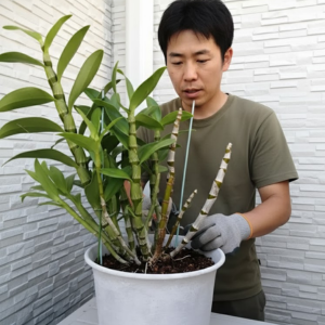 蘭の育て方 花が終わったら