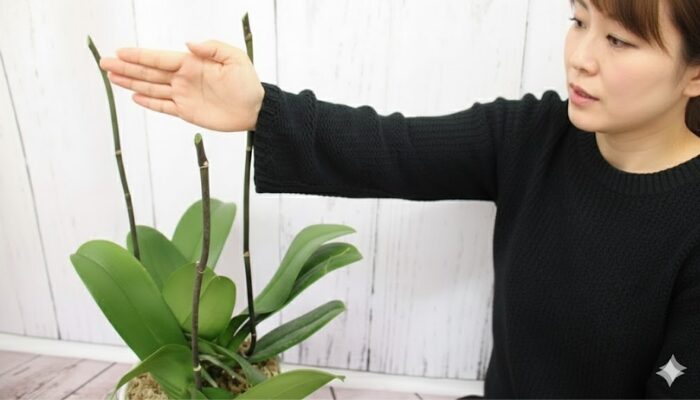 蘭の育て方 花が終わったら