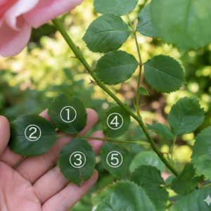 薔薇の育て方 鉢