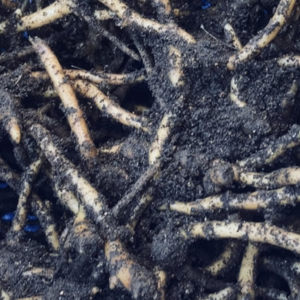 ミョウガ 植え替え時期