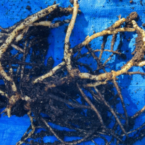 ミョウガ 植え替え時期