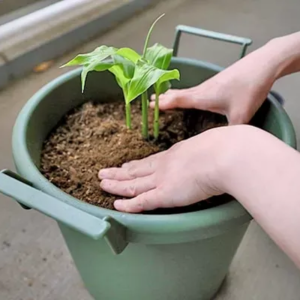 ミョウガ 植え替え時期