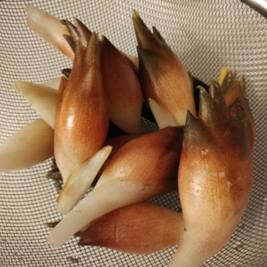 ミョウガ 植え替え時期