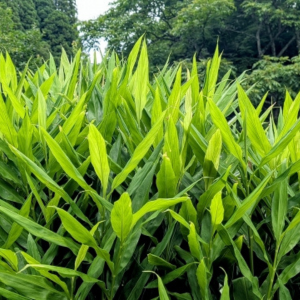 ミョウガ 植え替え時期
