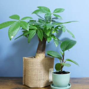 虫がわかない 観葉植物