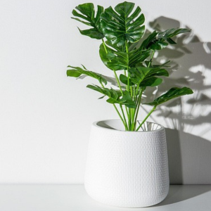 虫がわかない 観葉植物