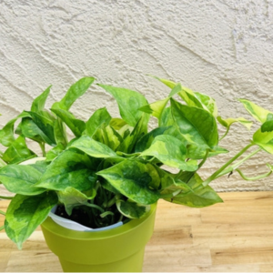 虫がわかない 観葉植物