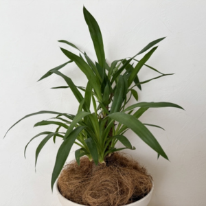 虫がわかない 観葉植物