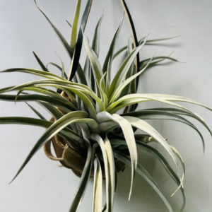 虫がわかない 観葉植物