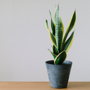 トイレ 観葉植物 良くない