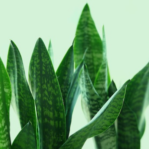 トイレ 観葉植物 良くない