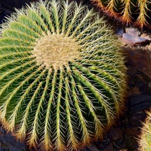 トイレ 観葉植物 良くない