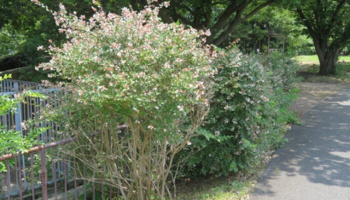 暑さ寒さに強い植物 屋外