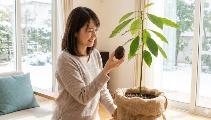 アボカド 種からの育て方
