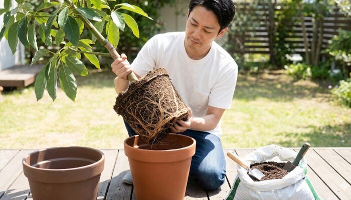 アボカド 種からの育て方