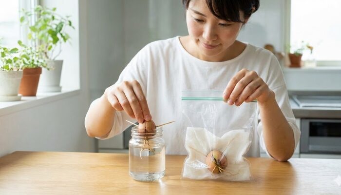 アボカド 種からの育て方