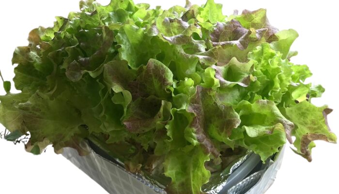 サニーレタス 水耕栽培