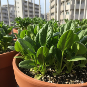 12月に植える野菜 簡単