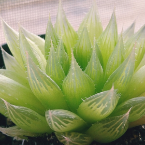 多肉植物 育て方 初心者 室内