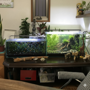 水槽で観葉植物