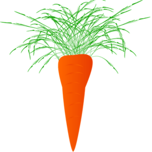 人参 育て方 初心者