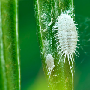 観葉植物の土にカビ
