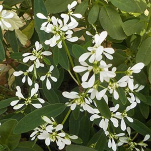 かすみ草 庭に植えてはいけない