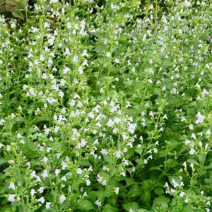 かすみ草 庭に植えてはいけない