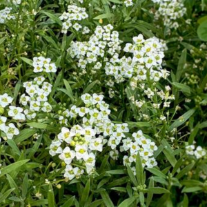 かすみ草 庭に植えてはいけない
