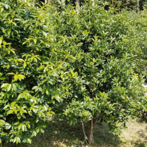 しきみ 庭に植えてはいけない