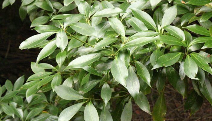 しきみ 庭に植えてはいけない