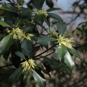 しきみ 庭に植えてはいけない