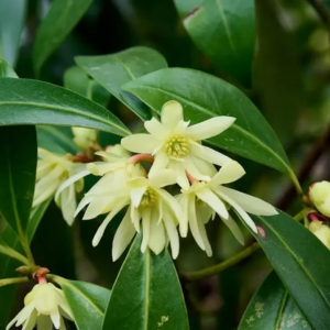 しきみ 庭に植えてはいけない