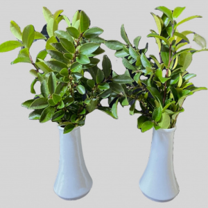 しきみ 庭に植えてはいけない