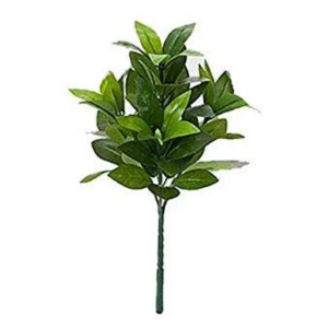 しきみ 庭に植えてはいけない