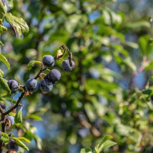 すもも 庭に植えてはいけない