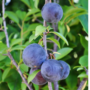 すもも 庭に植えてはいけない