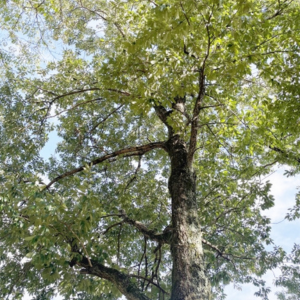 どんぐりの木 庭に植えてはいけない