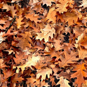 どんぐりの木 庭に植えてはいけない