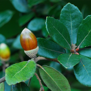 どんぐりの木 庭に植えてはいけない