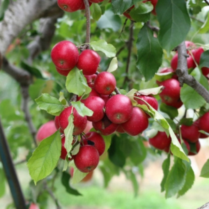 りんごの木 庭に植えてはいけない